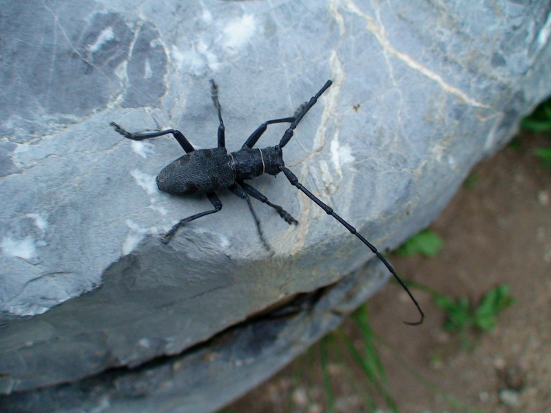 Morimus asper dal Pollino (Col., Cerambycidae)